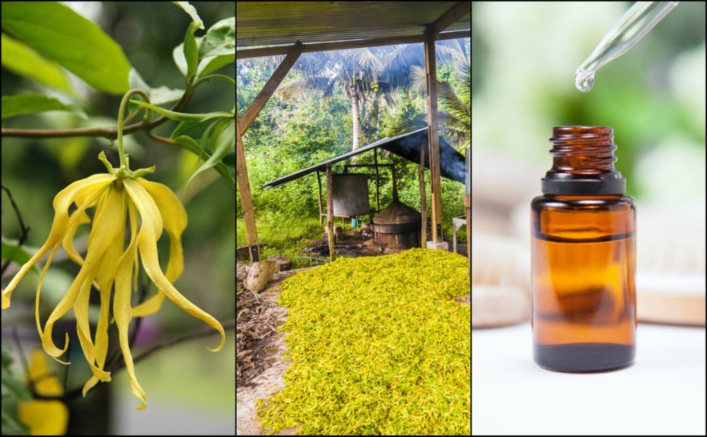 Óleo de Ylang Ylang para que serve? como tomar, benefícios e malefícios