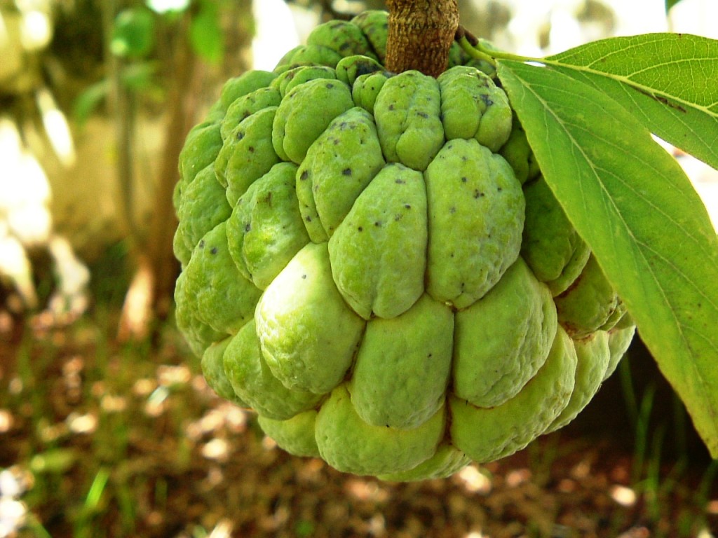 Suco de Pinha é bom para quê? como fazer e para que serve