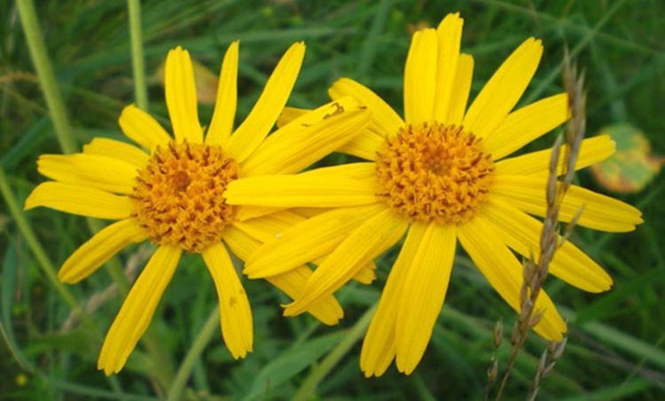 beneficios da Arnica Montana