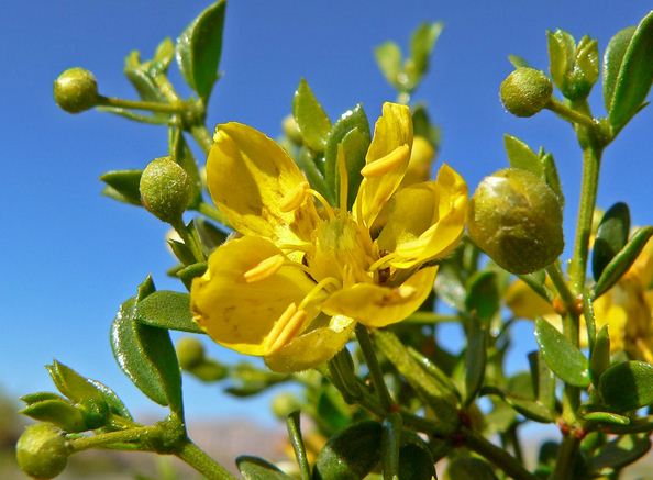 beneficios da Chaparral