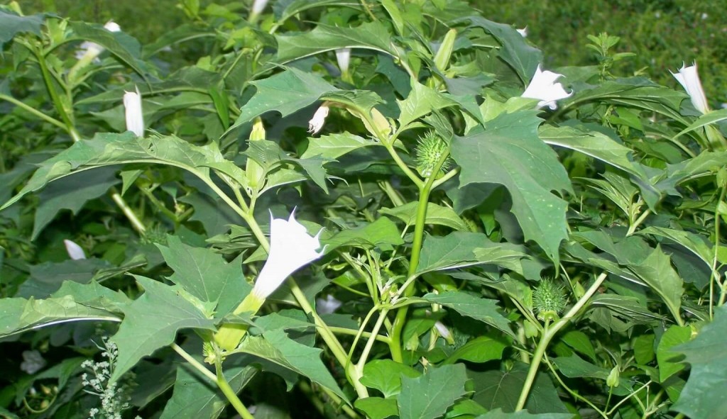 Datura é bom para quê? para que serve, benefícios e malefícios