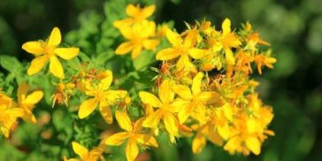 Erva de São João é bom para quê? para que serve, benefícios e ...