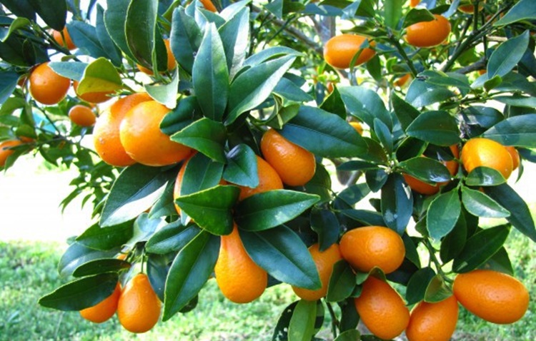 Fortunella fruta: 32 benefícios, informação nutricional e malefícios