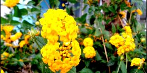 beneficios da lantana