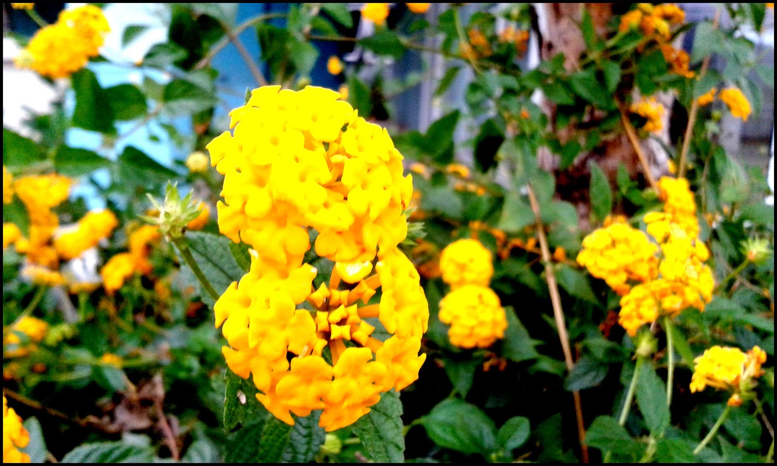 beneficios da lantana