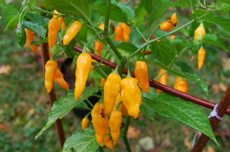 Pimenta Murupi: 10 benefícios, informação nutricional e malefícios