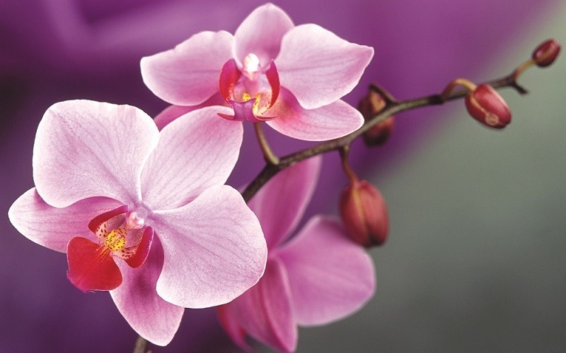 Orquídeas é bom para quê? para que serve, benefícios e malefícios