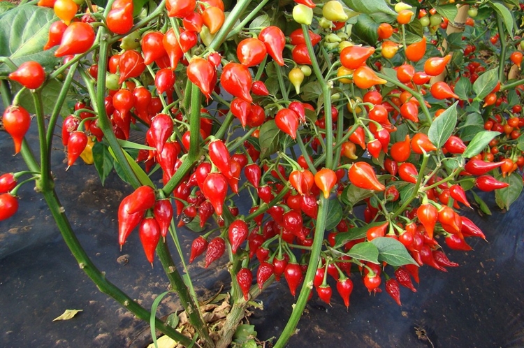 Pimenta Biquinho é bom para quê? para que serve, benefícios e malefícios