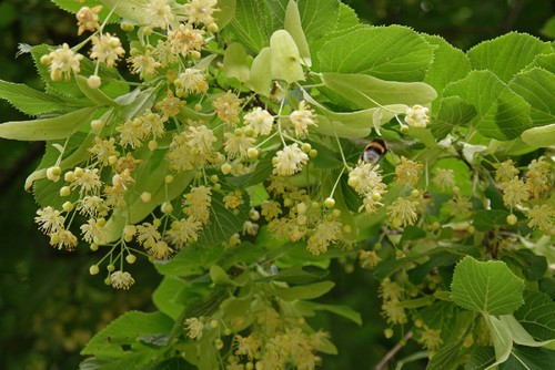 beneficios da tilia