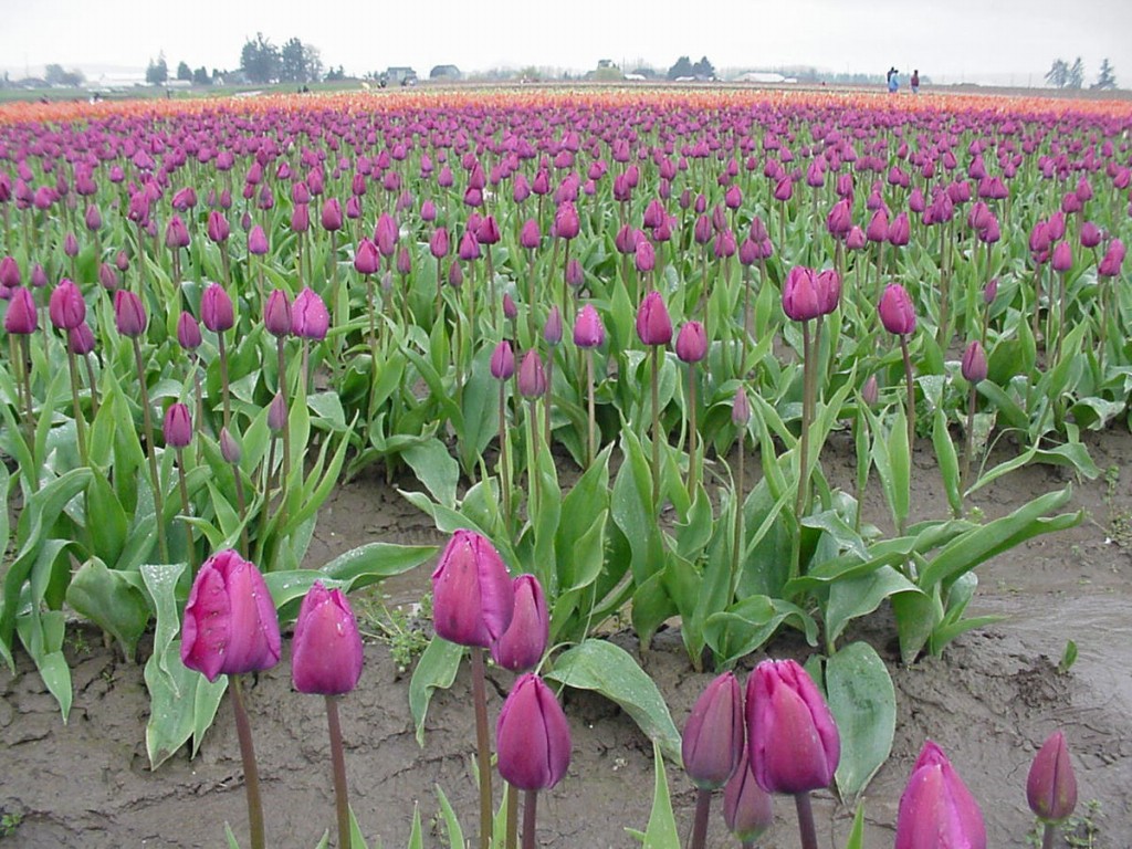 beneficios da tulipa