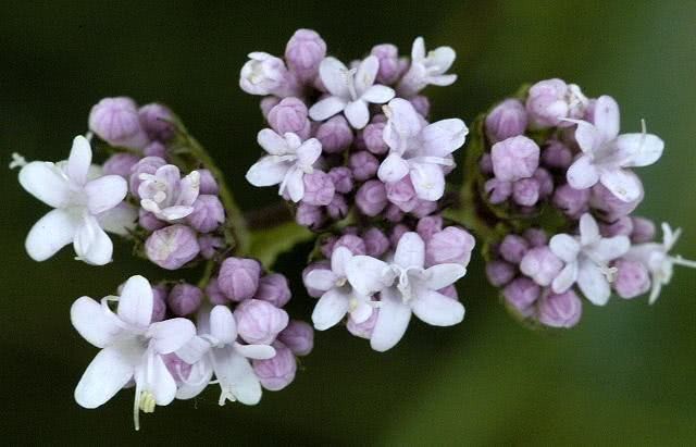 Valeriana é bom para quê? para que serve, benefícios e malefícios