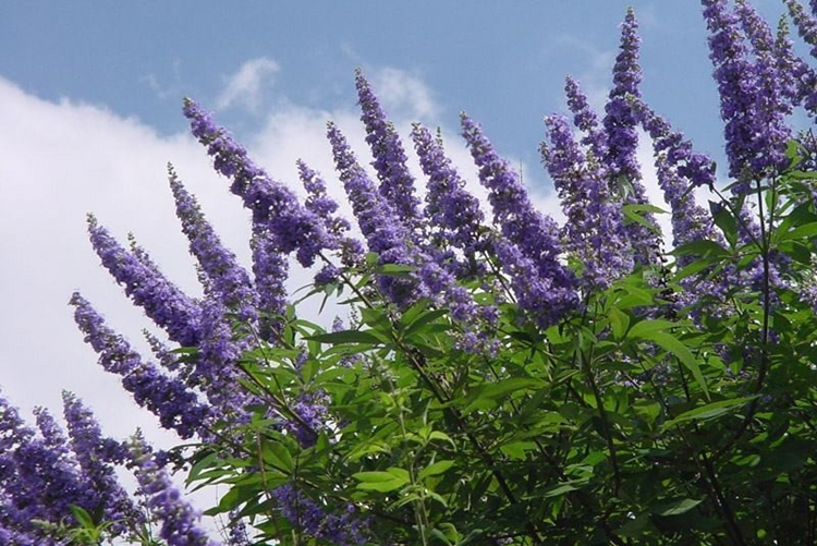 Vitex é bom para quê? para que serve, benefícios e malefícios