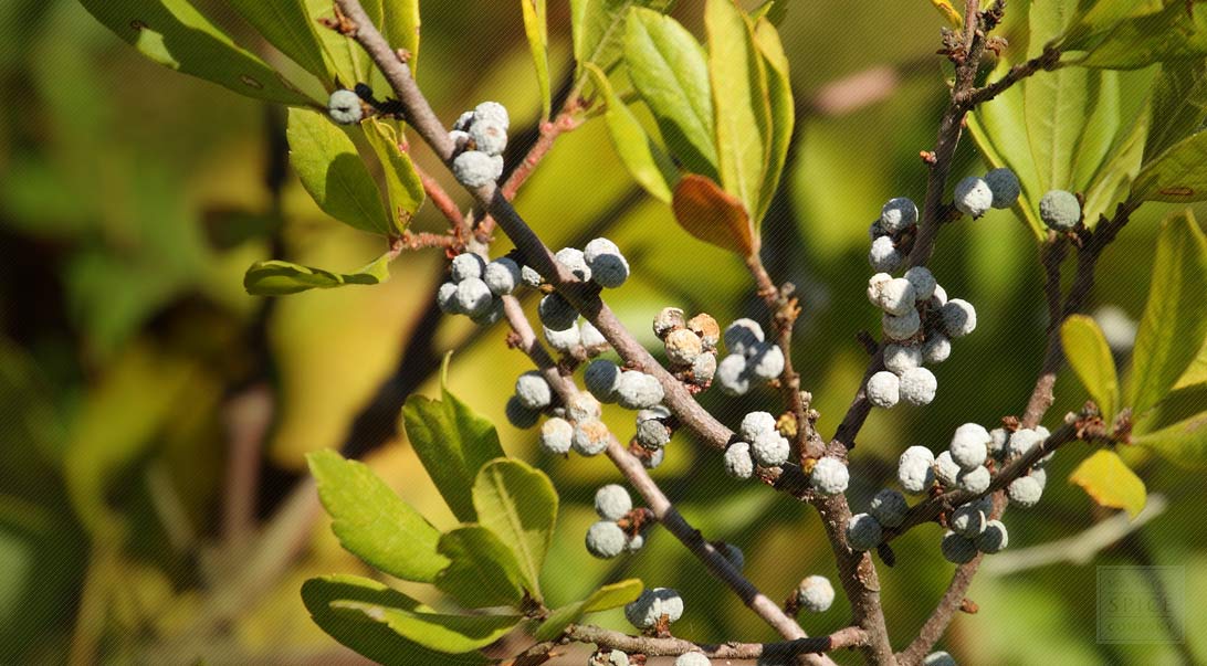 beneficios do Bayberry