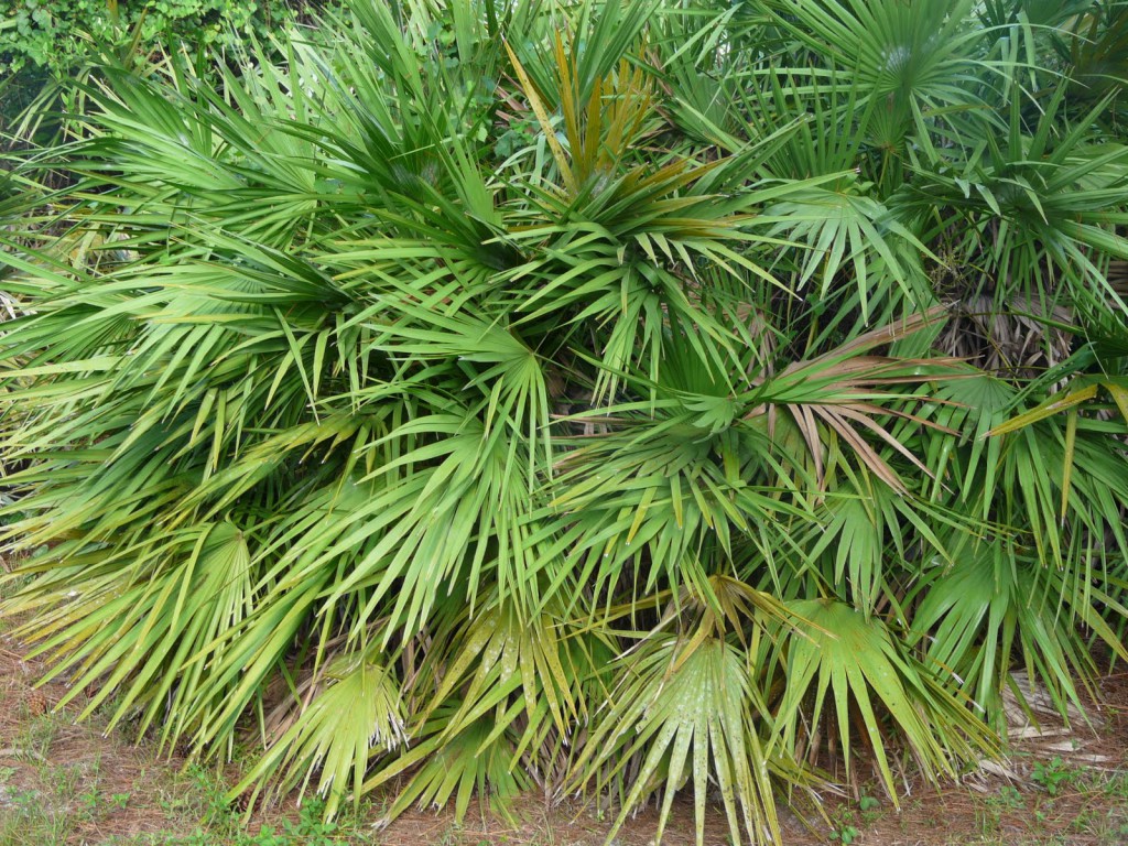 Saw Palmetto é bom para quê? para que serve, benefícios e malefícios