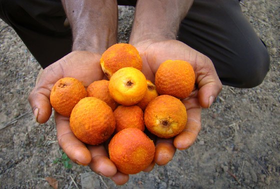 Caroço de Buriti: 10 Benefícios, Informação nutricional e malefícios