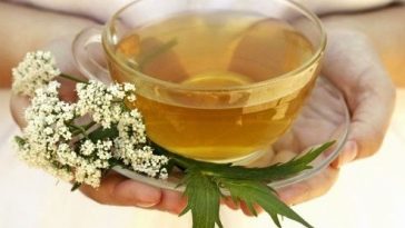 beneficios do cha de atemisia