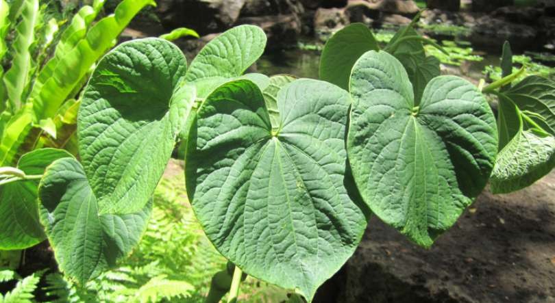 beneficios do cha de kava