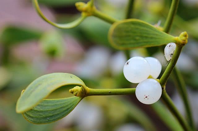 beneficios do cha de visco branco