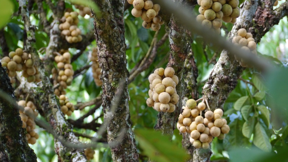 Duku fruta: 15 benefícios, informação nutricional e malefícios