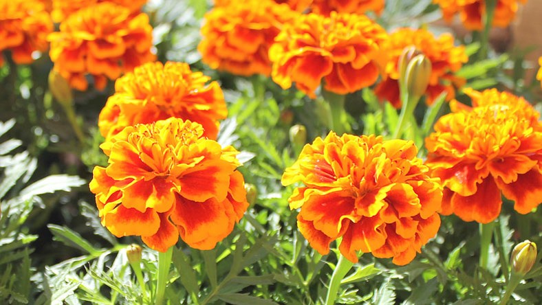 Tagetes é bom para quê? para que serve, benefícios e malefícios