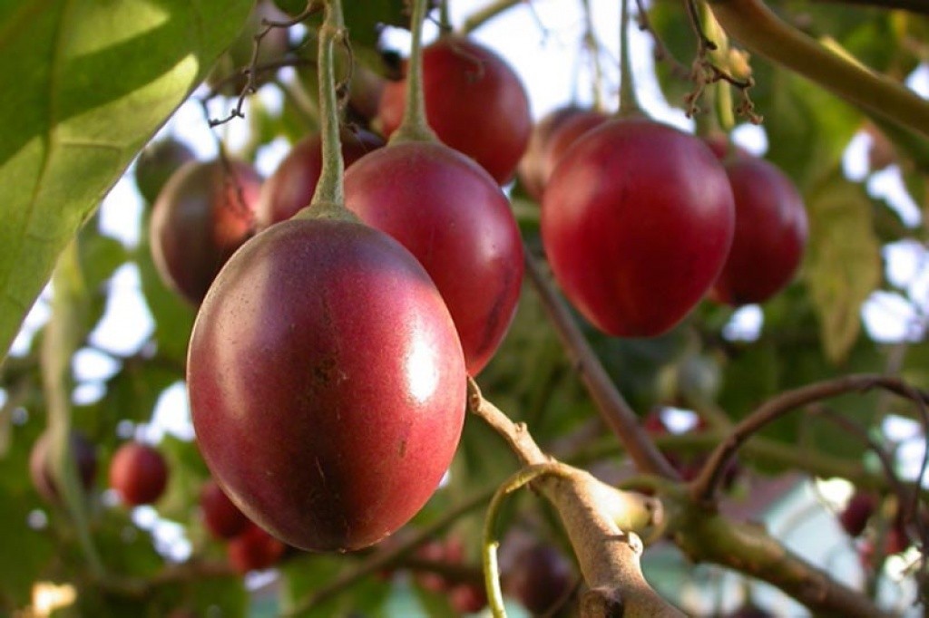 Tomate Arbóreo fruta: 10 benefícios, informação nutricional e malefícios