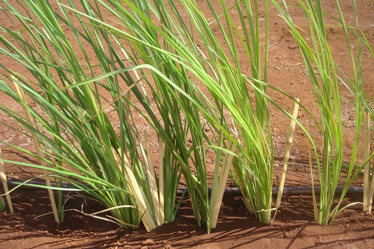 Vetiver é bom para quê? para que serve, benefícios e malefícios