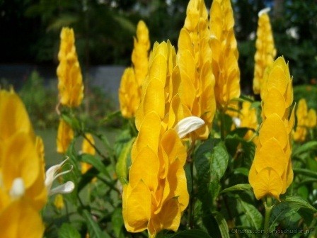 Camarão Amarelo é bom para quê? para que serve, benefícios e malefícios