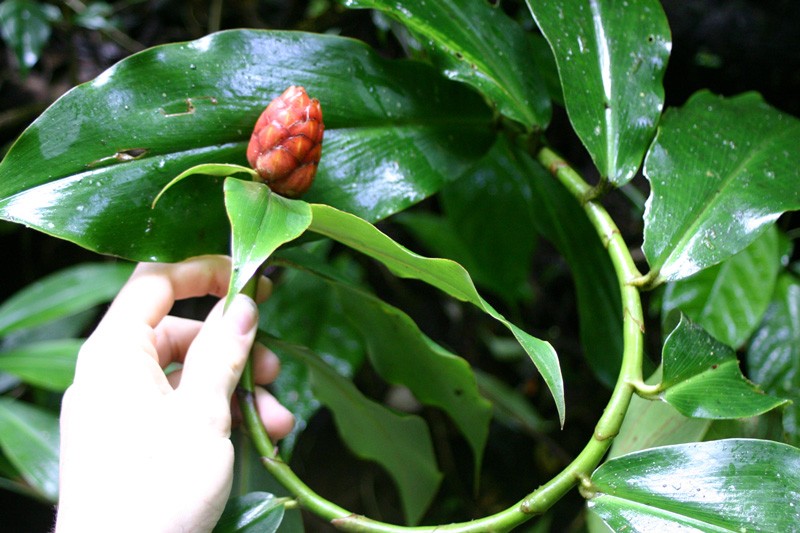 Cana de Macaco é bom para quê? para que serve, benefícios e malefícios