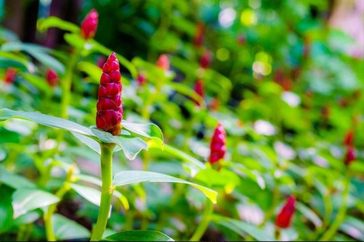 Benefícios da Cana do Brejo