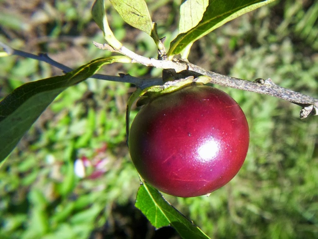 Caqui do Mato Fruta: 10 Benefícios, Informação nutricional e malefícios