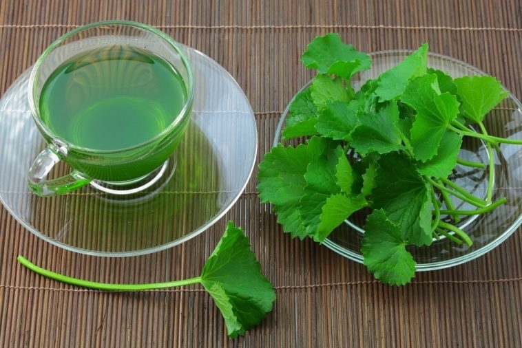 Chá de Centella Asiática serve para quê? Veja benefícios e como fazer