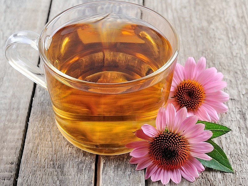 Chá de Equinácea é bom para quê? para que serve, benefícios e malefícios
