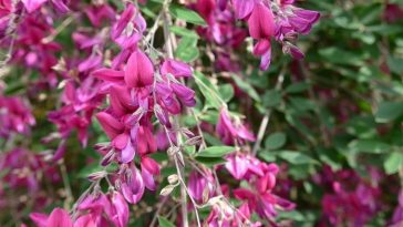 cha de lespedeza origem