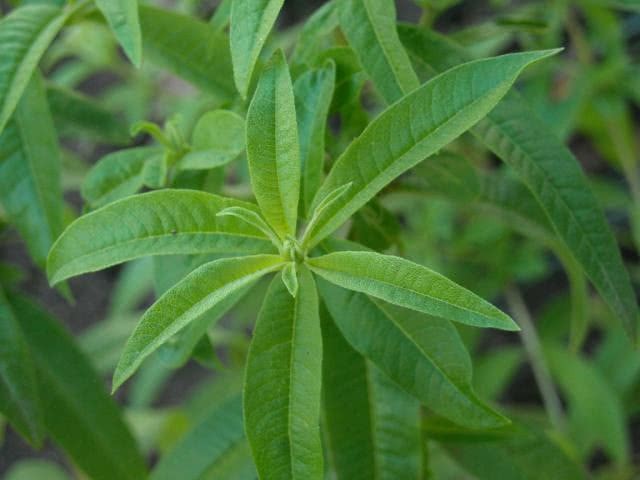 Chá de Limonete é bom para quê? para que serve, benefícios e malefícios