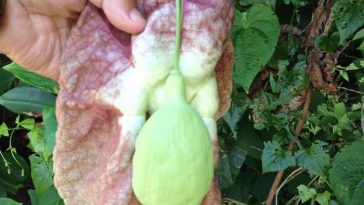cha de papo de peru