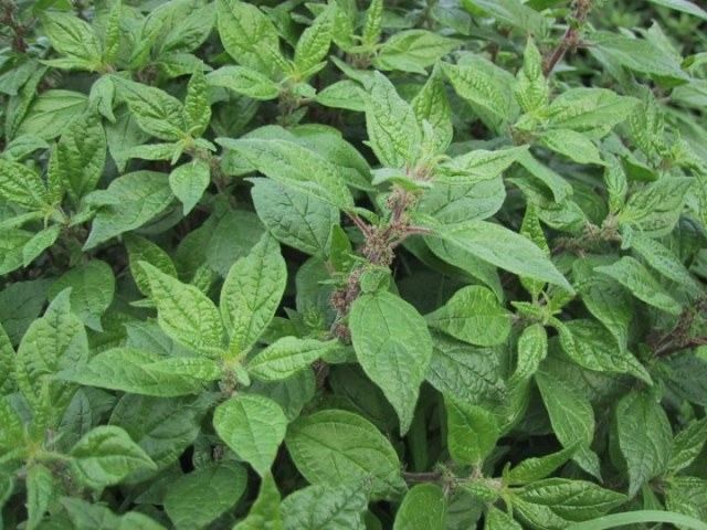 cha de parietaria beneficios