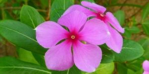 cha de vinca menor beneficios