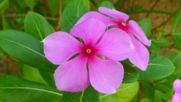 cha de vinca menor beneficios