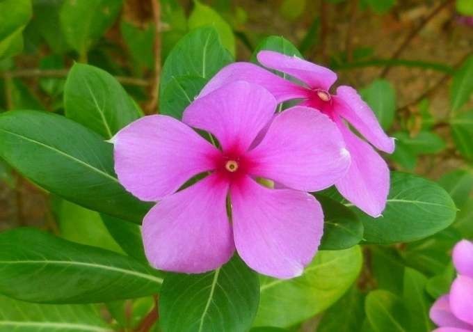 cha de vinca menor beneficios