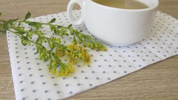 cha de virgaurea