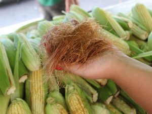 Chá de Cabelo de Milho serve para quê? Veja benefícios e como fazer