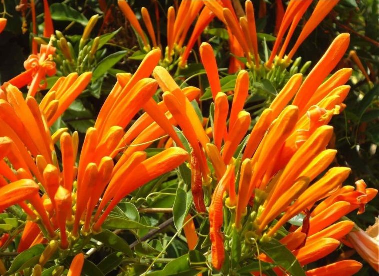 Cipó de São João é bom para quê? para que serve, benefícios e