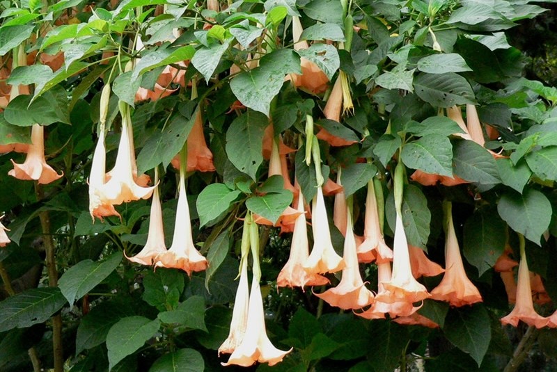 Datura é bom para quê? para que serve, benefícios e malefícios