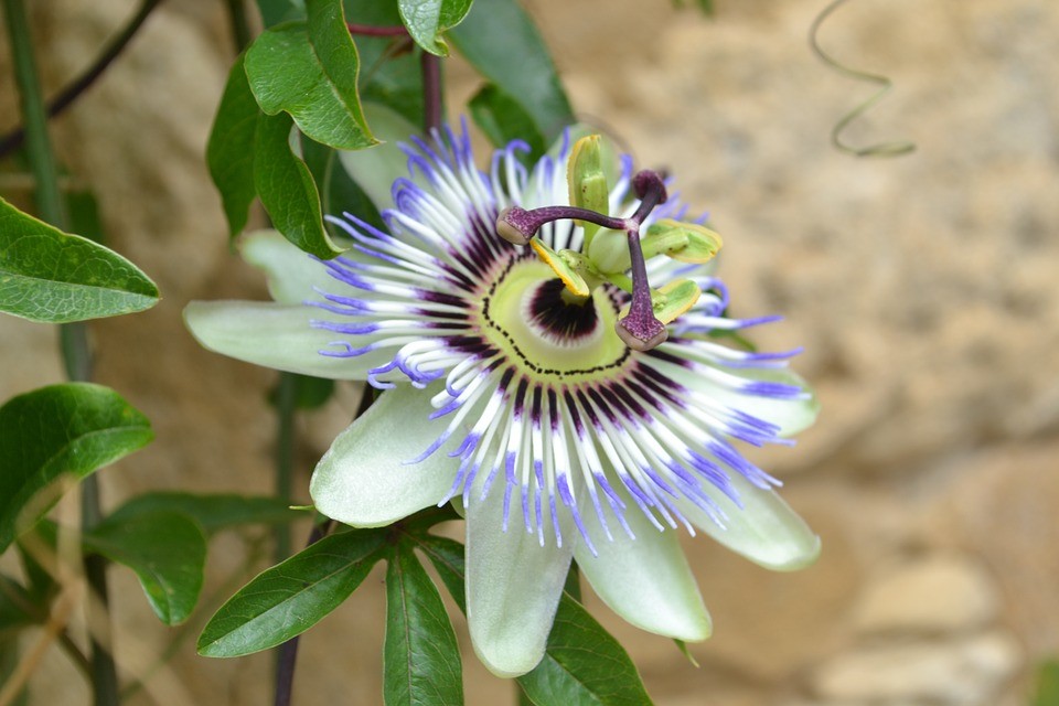 Flor da Paixão é bom para quê? para que serve, benefícios e malefícios