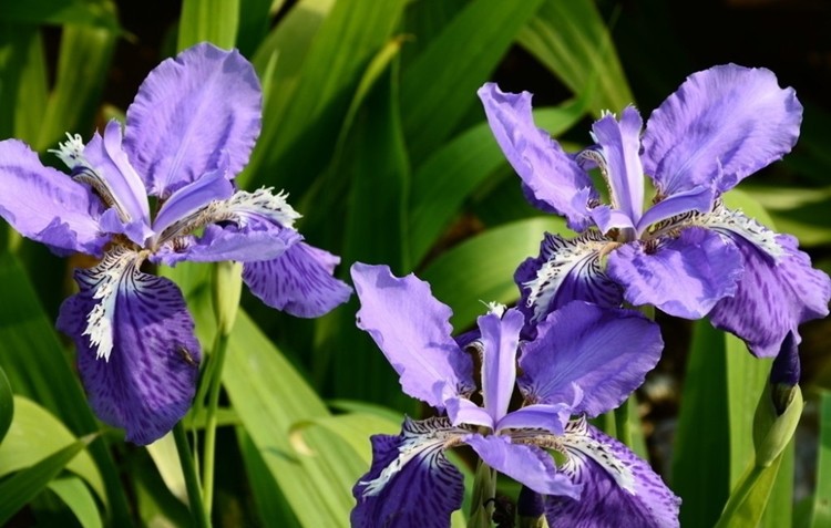 Flor de Lis é bom para quê? para que serve, benefícios e malefícios | Dr.  Saúde