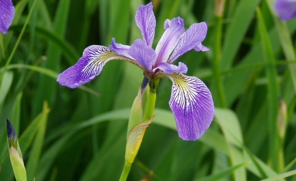 Flor de Lis é bom para quê? para que serve, benefícios e malefícios