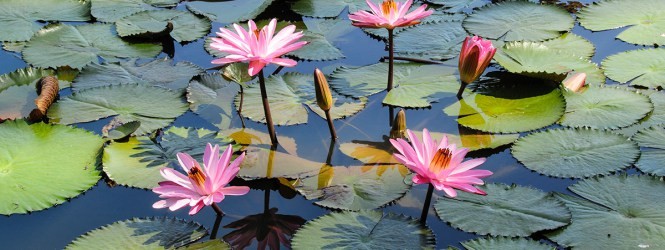 Flor de Lotus é bom para quê? para que serve, benefícios e malefícios