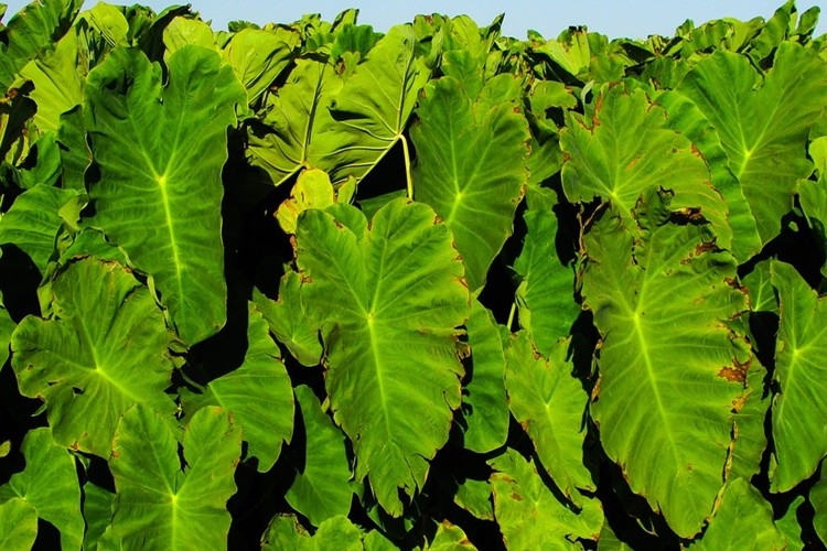 Folhas de Taro é bom para quê? para que serve, benefícios e malefícios