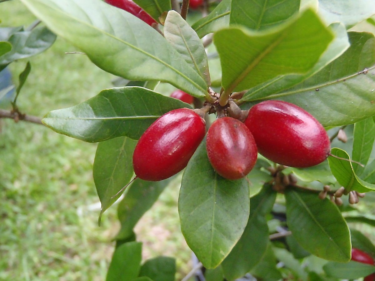 Fruta Milagrosa: 10 benefícios, informação nutricional e malefícios