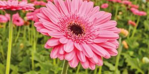 gerbera